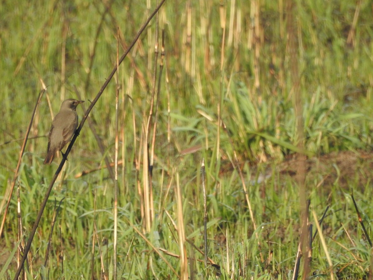 Black-throated Thrush - ML421323841