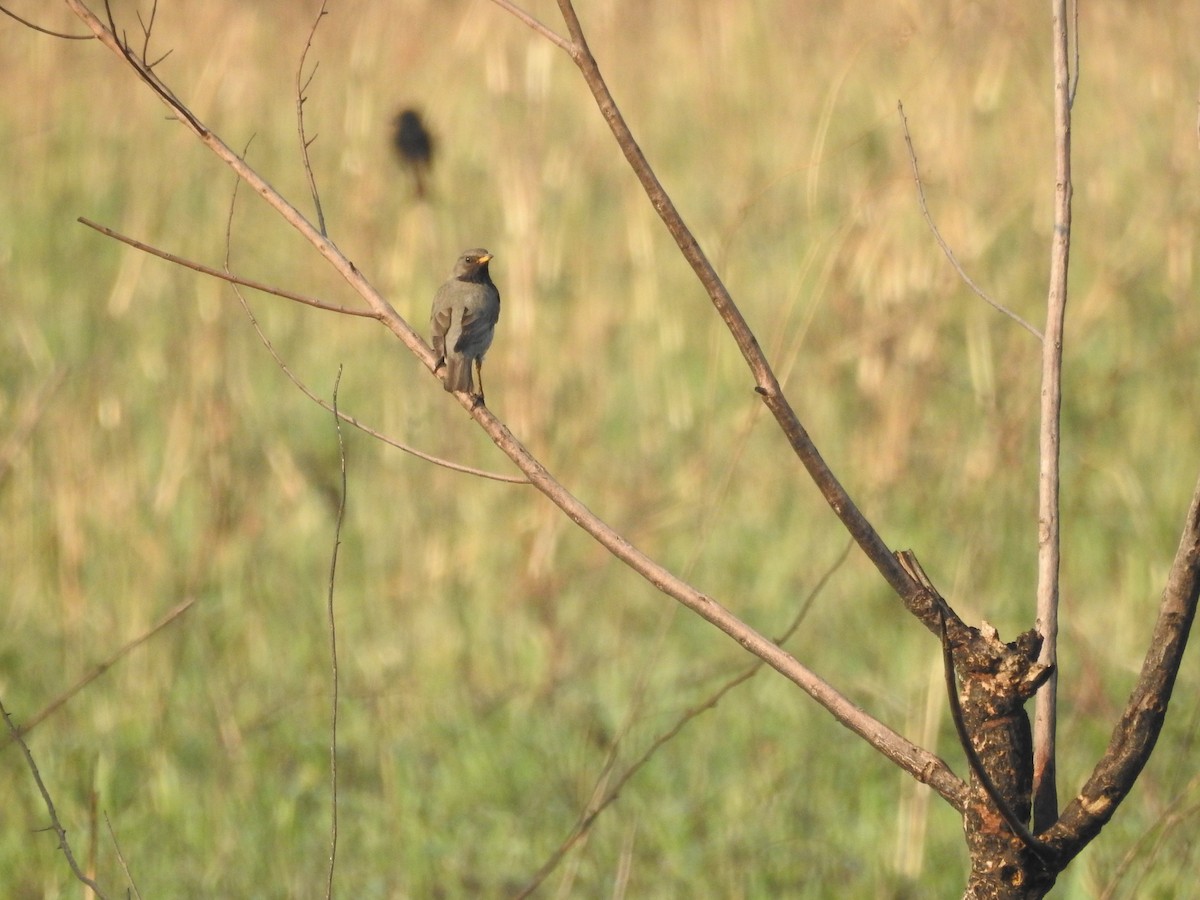 Black-throated Thrush - ML421323871