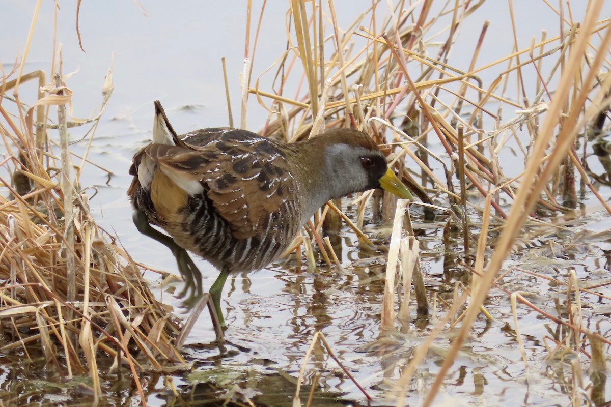 Polluela Sora - ML421325601