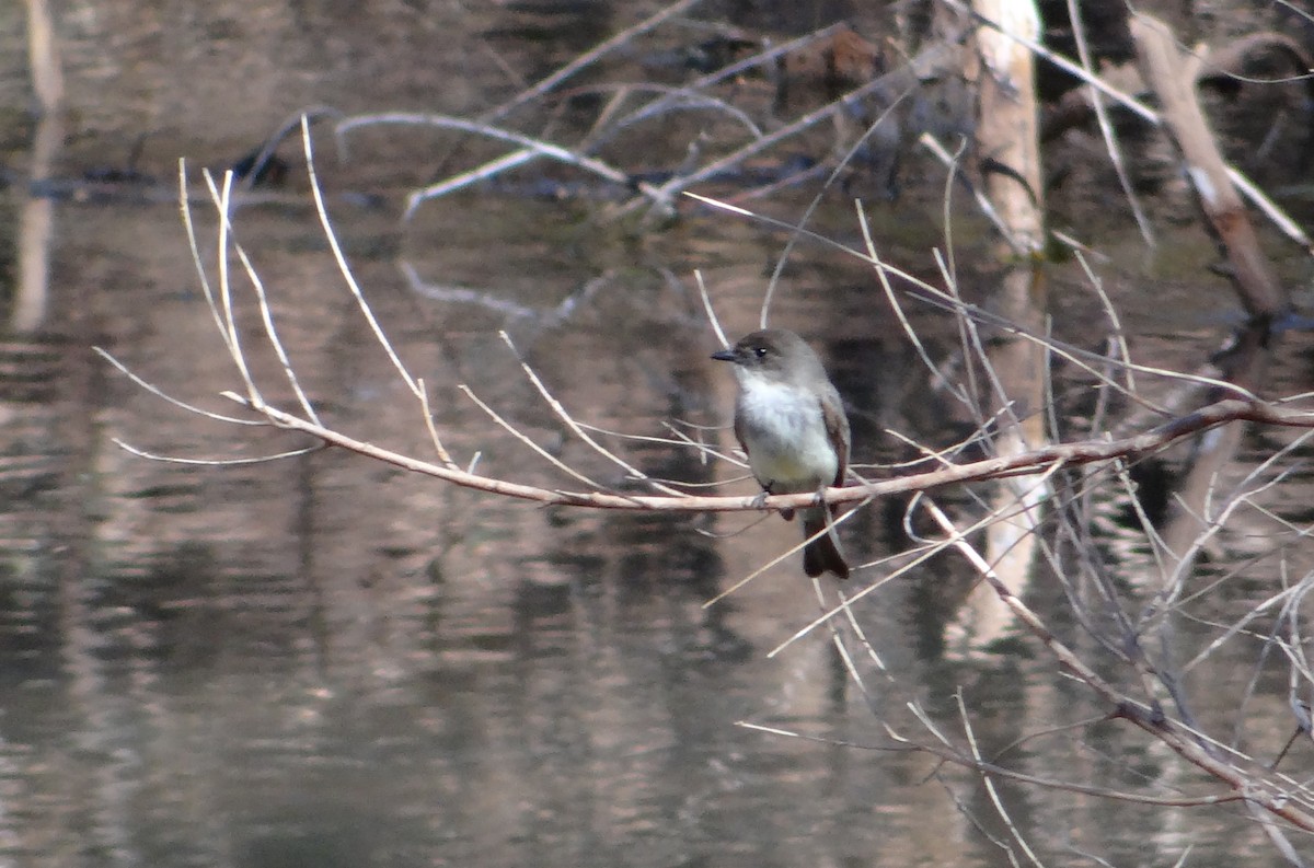 Moucherolle phébi - ML421325951