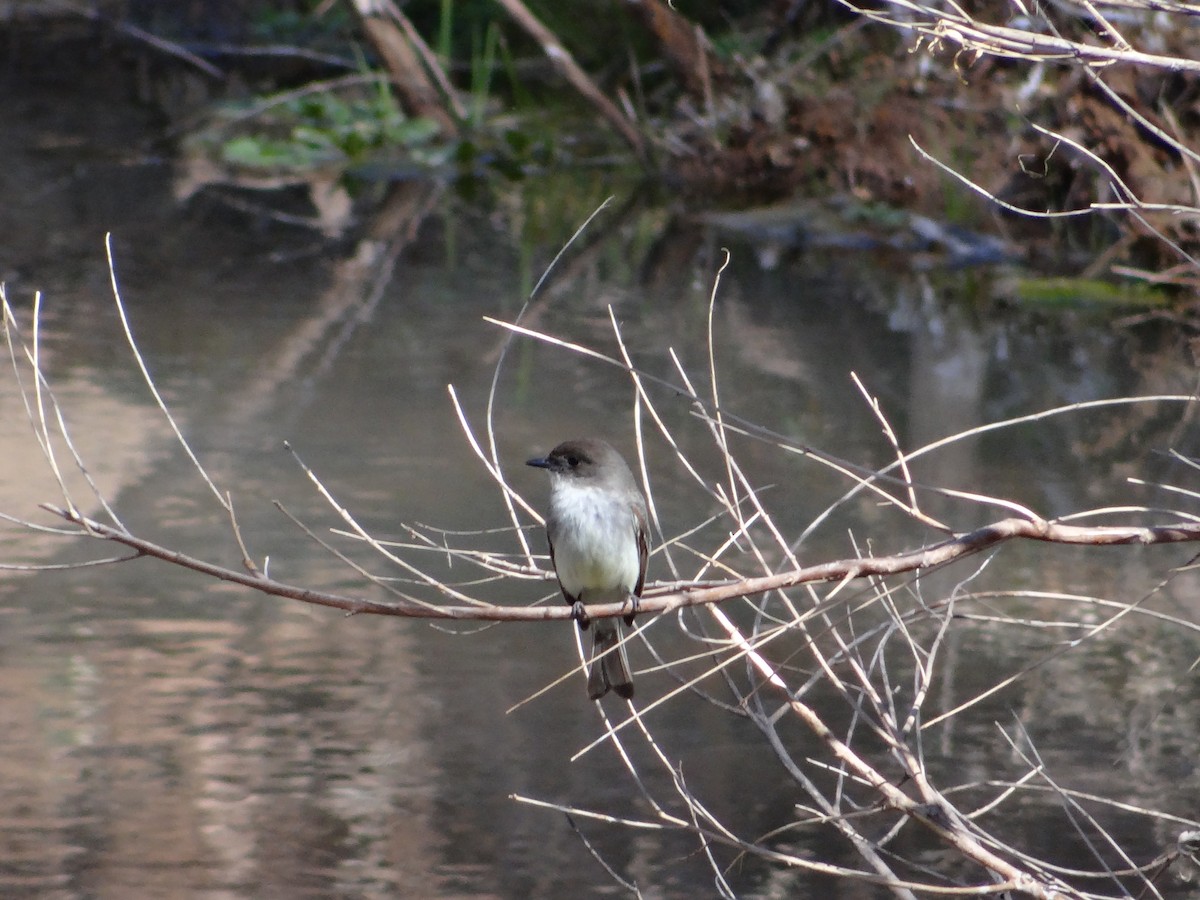 Moucherolle phébi - ML421326421