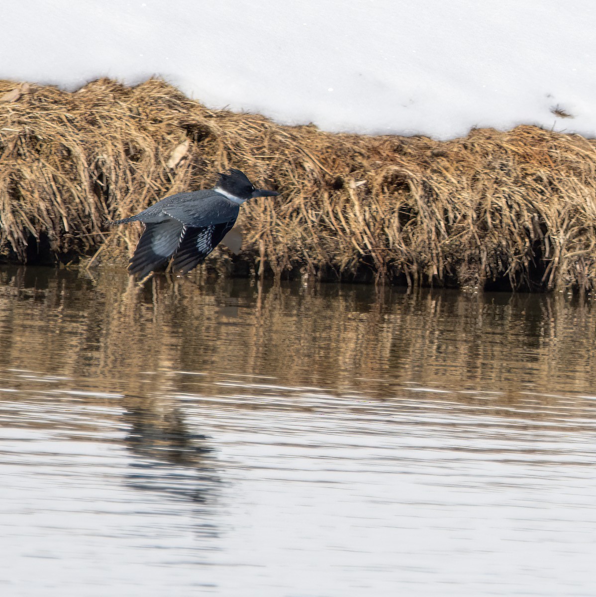 Belted Kingfisher - ML421327611