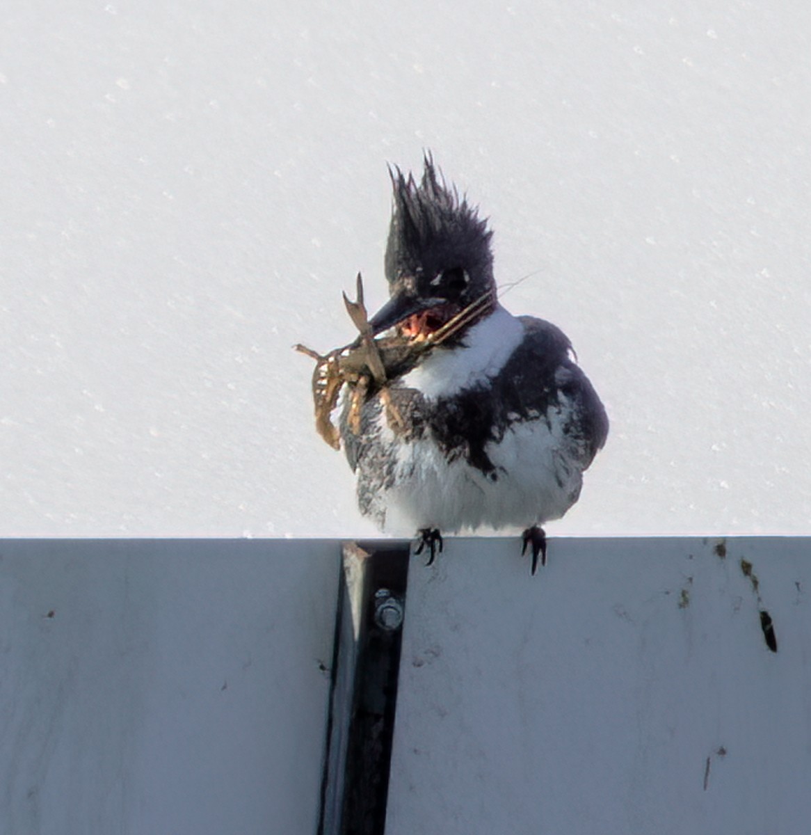 Belted Kingfisher - ML421329201