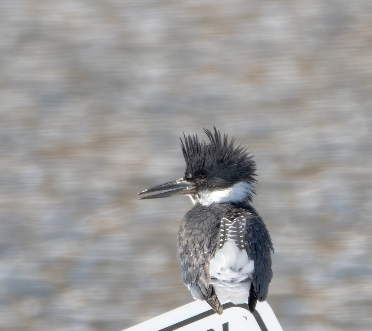 Belted Kingfisher - ML421329711