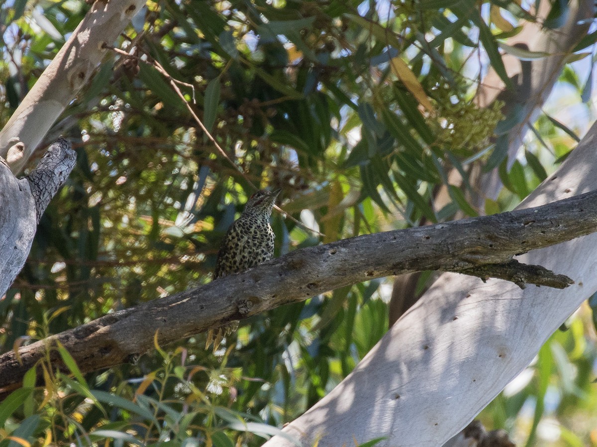 Knysna Woodpecker - matthew sabatine