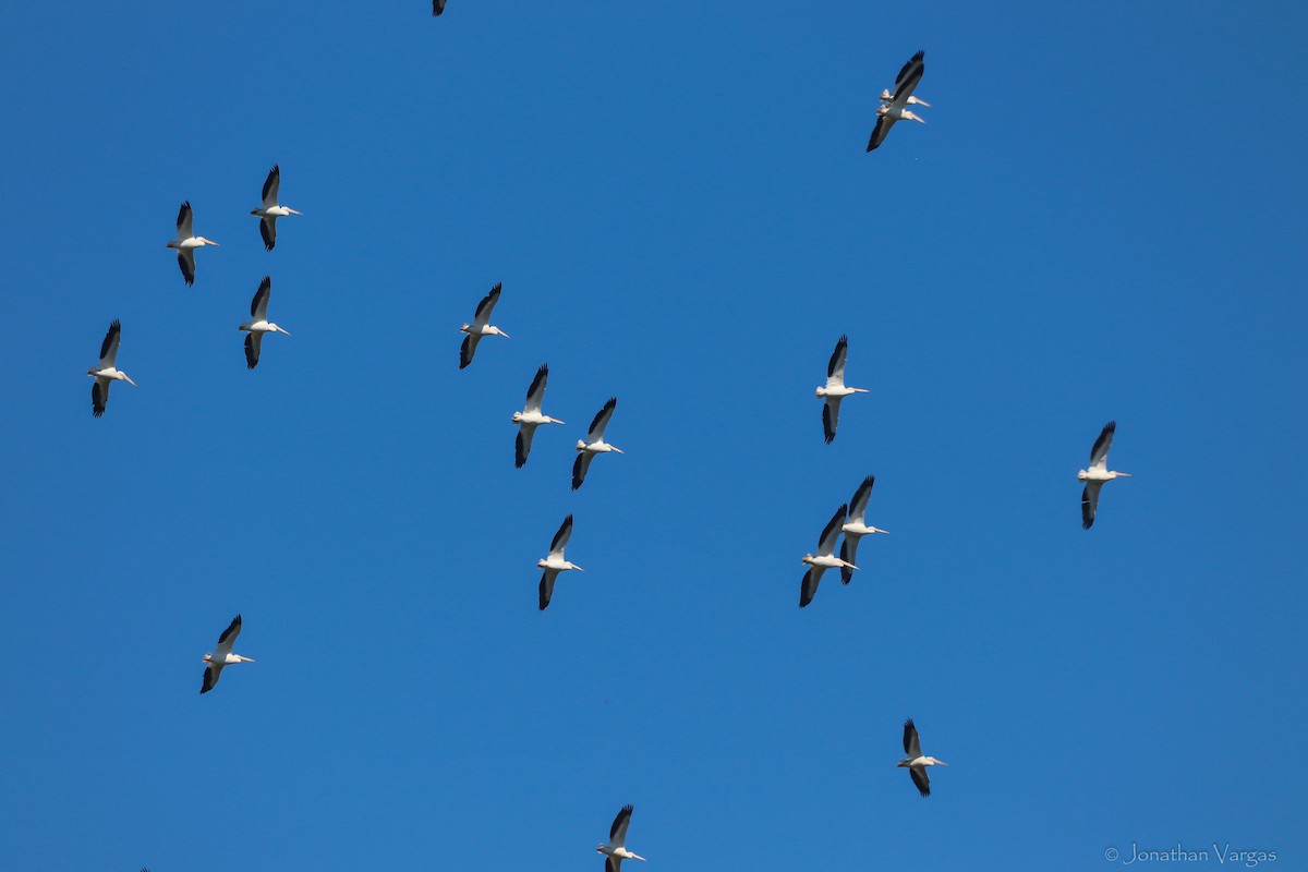 American White Pelican - Jonathan Vargas