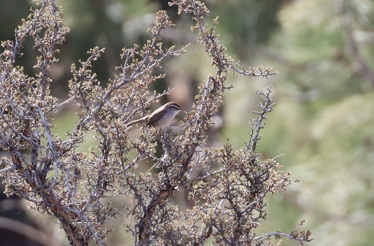 Bewick's Wren - ML421332041