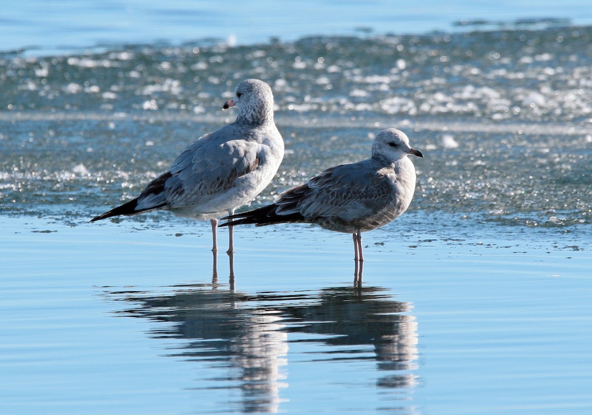 Short-billed Gull - Glenn Walbek