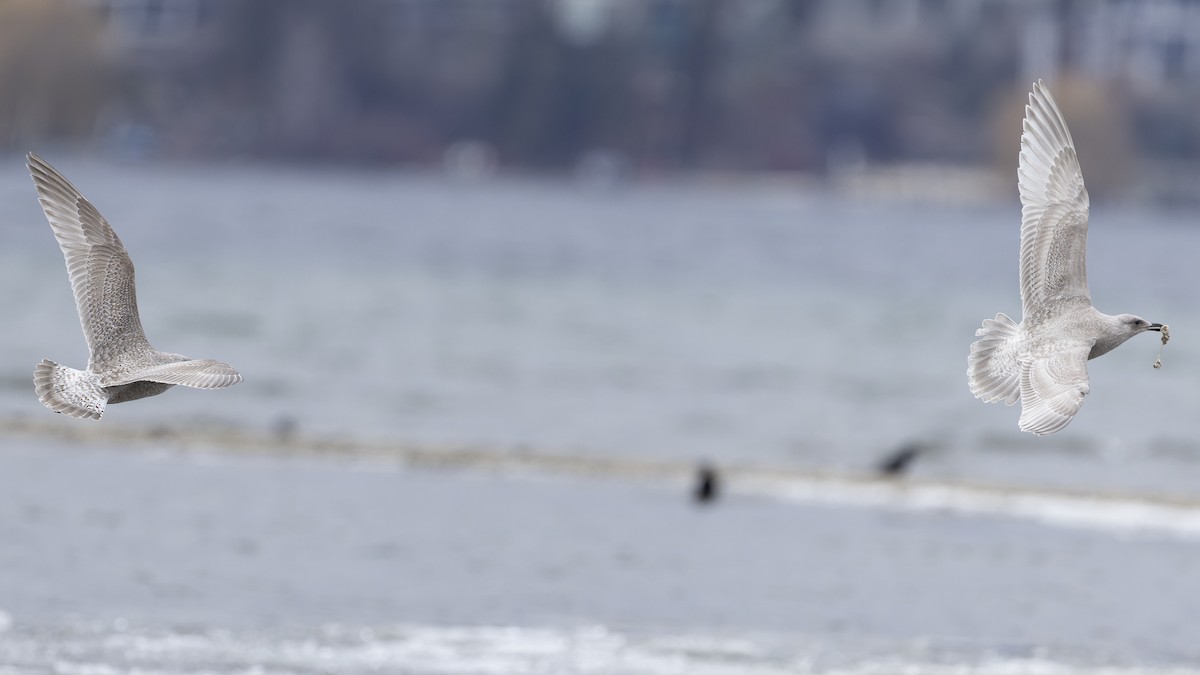 Iceland Gull (kumlieni/glaucoides) - Blair Dudeck