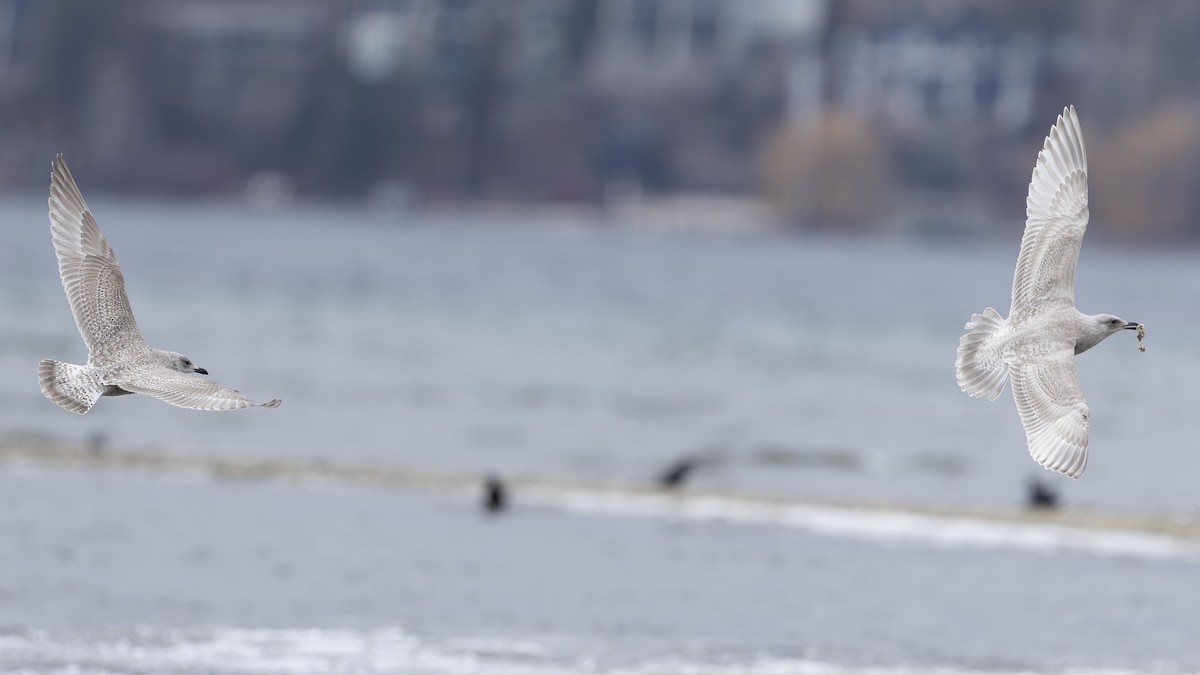 Iceland Gull (kumlieni/glaucoides) - Blair Dudeck