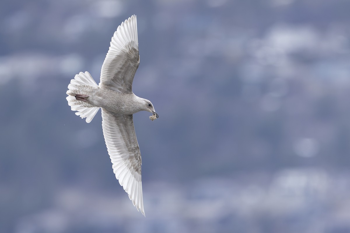 Iceland Gull (kumlieni/glaucoides) - Blair Dudeck