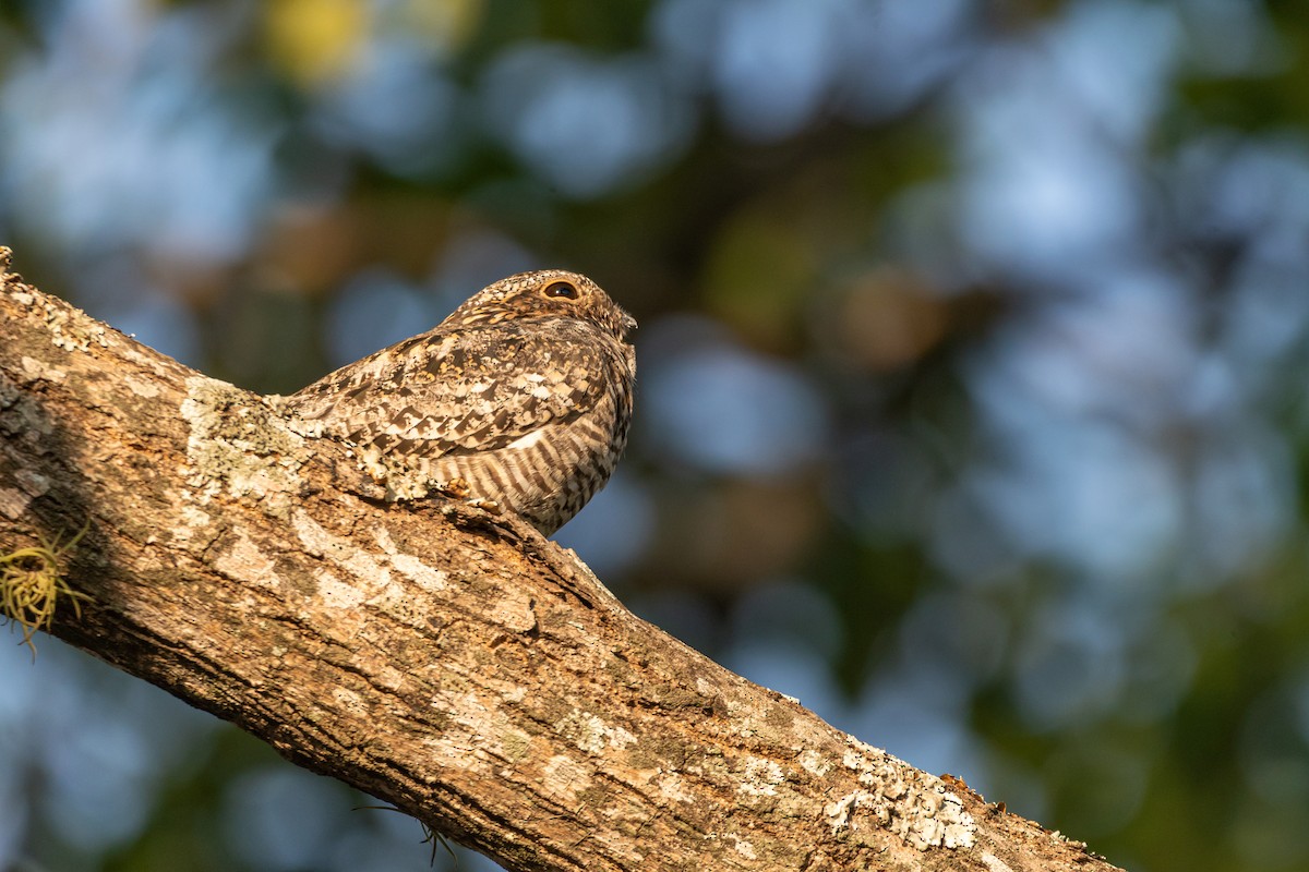 Common Nighthawk - Carlos Rossello