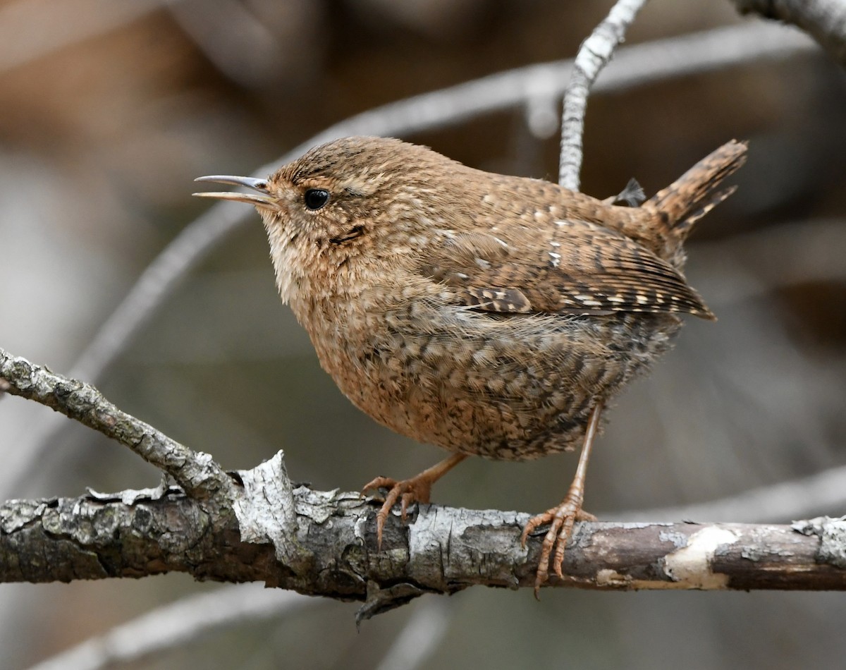 Winter Wren - Paul Nielson