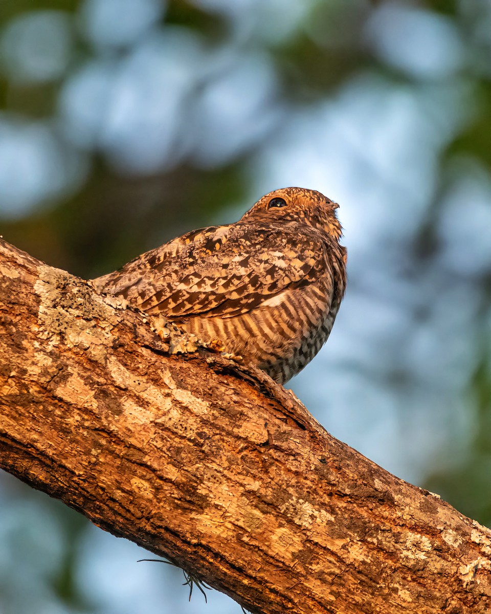 Common Nighthawk - Carlos Rossello