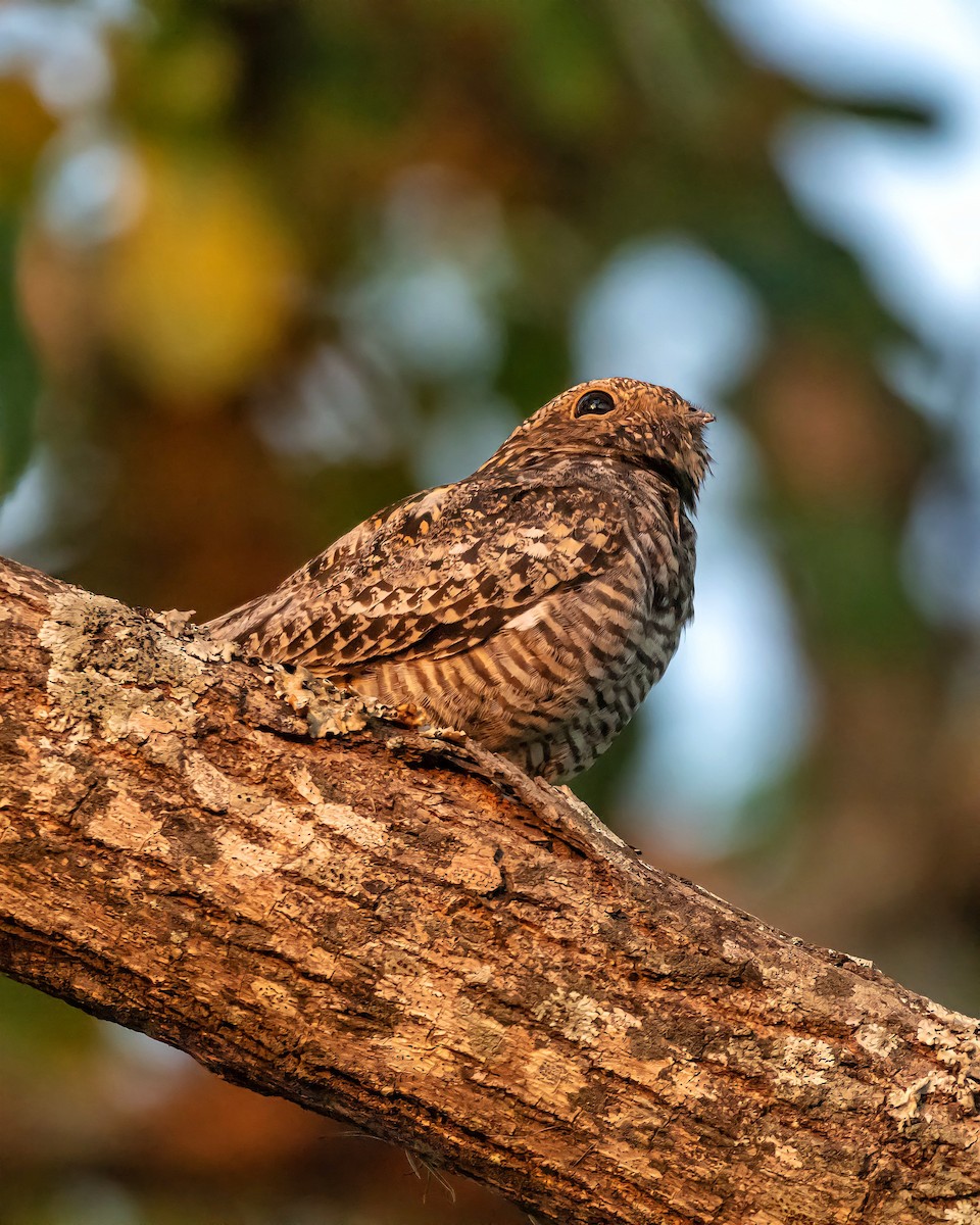 Common Nighthawk - ML421339941