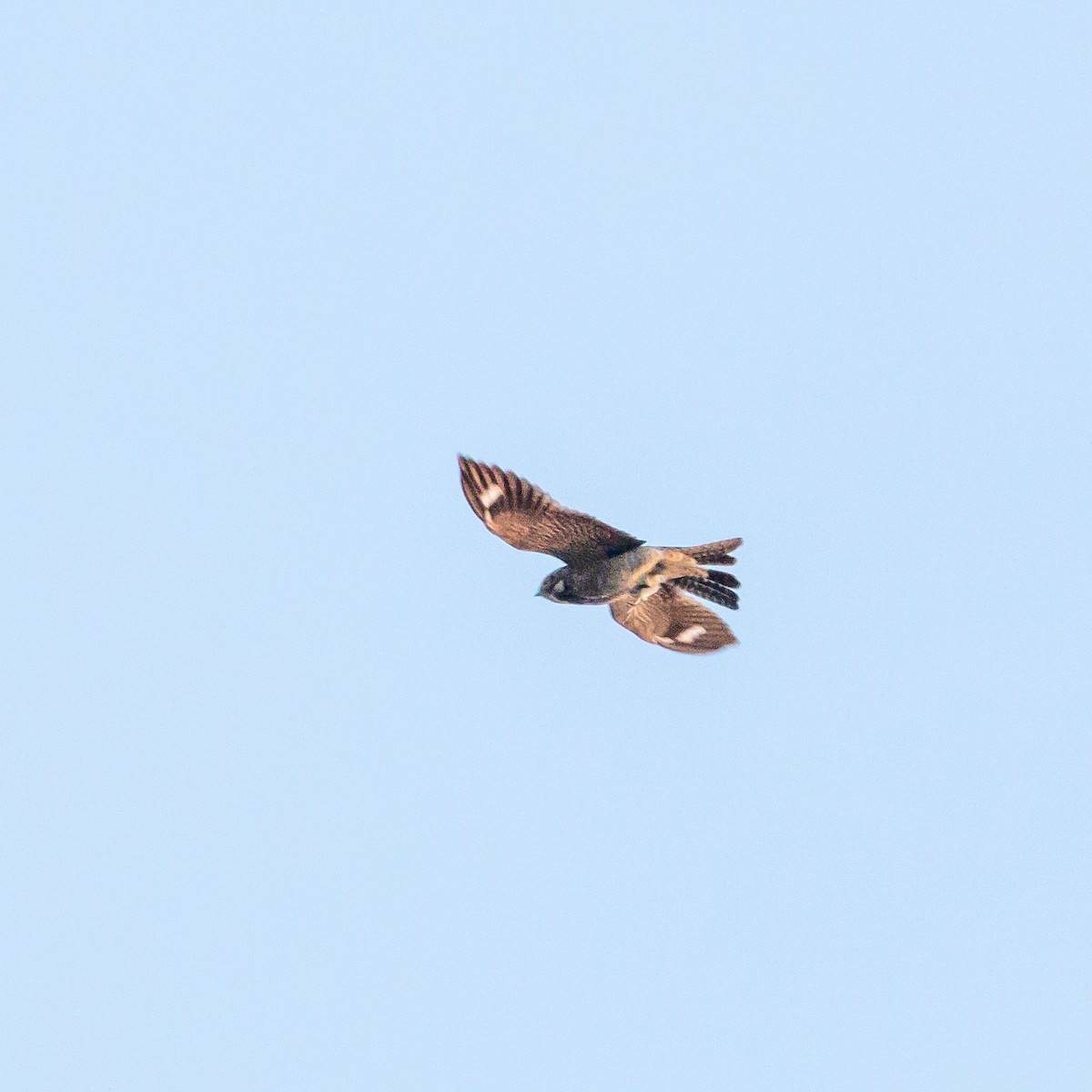 Common Nighthawk - Carlos Rossello