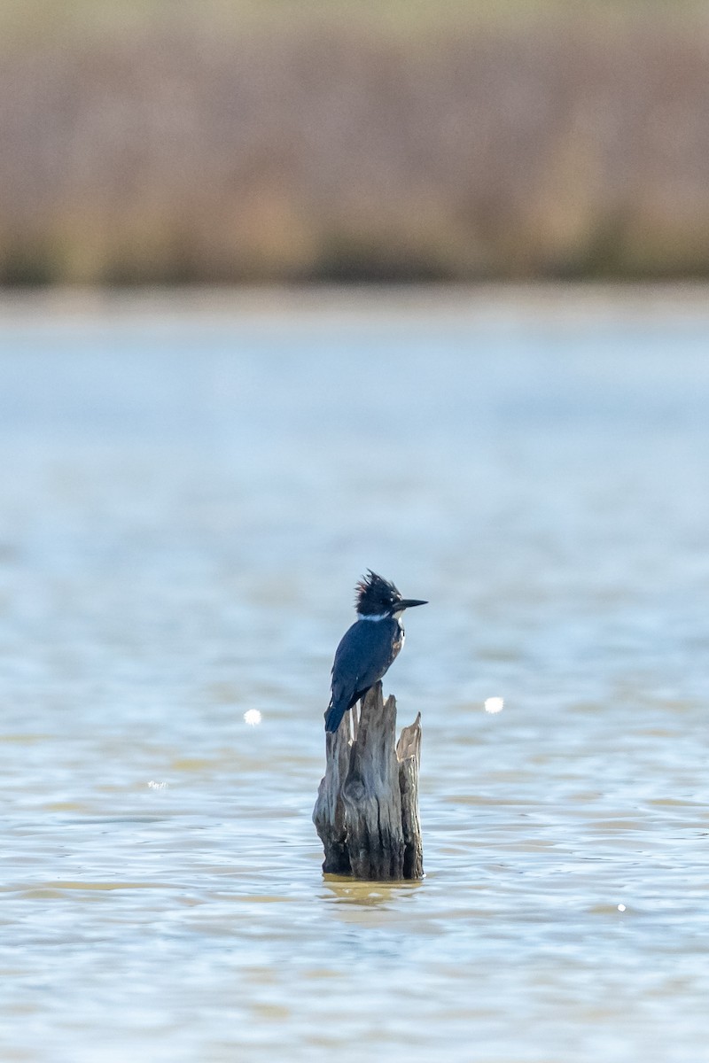 Belted Kingfisher - ML421340191