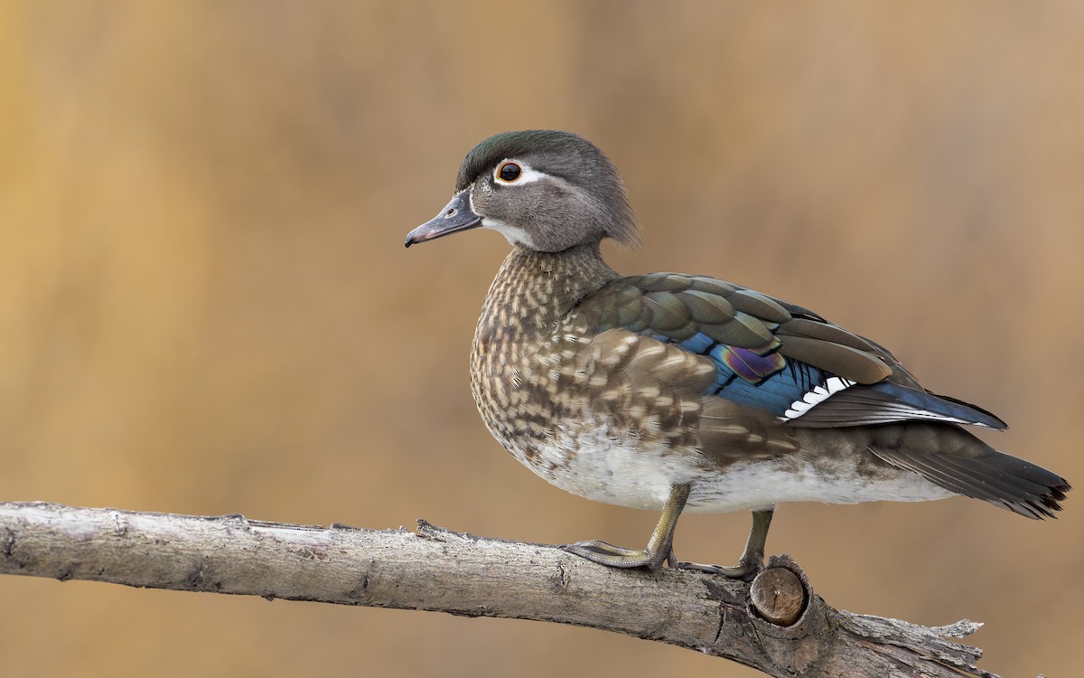 Wood Duck - ML421340531