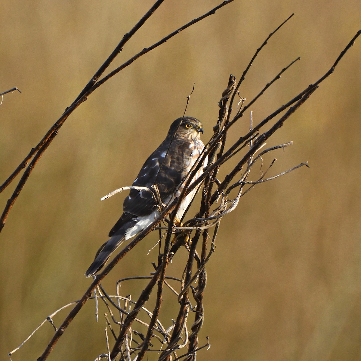 Sharp-shinned Hawk - ML421343271