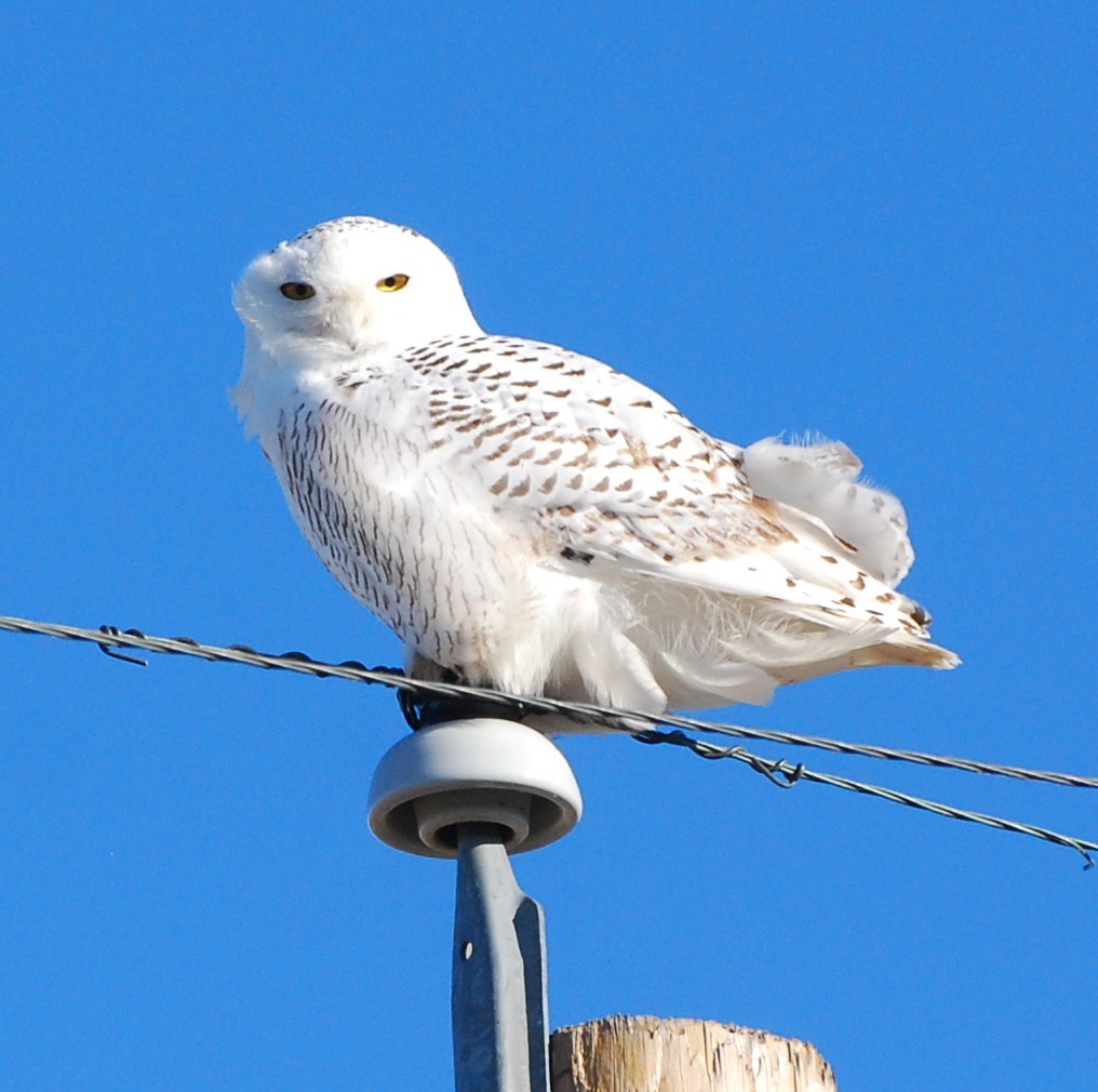 Snowy Owl - ML42134371