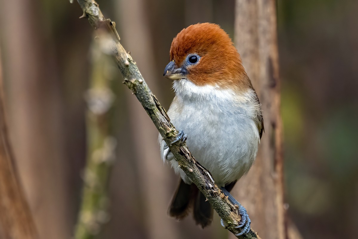 White-breasted Parrotbill - Su Li