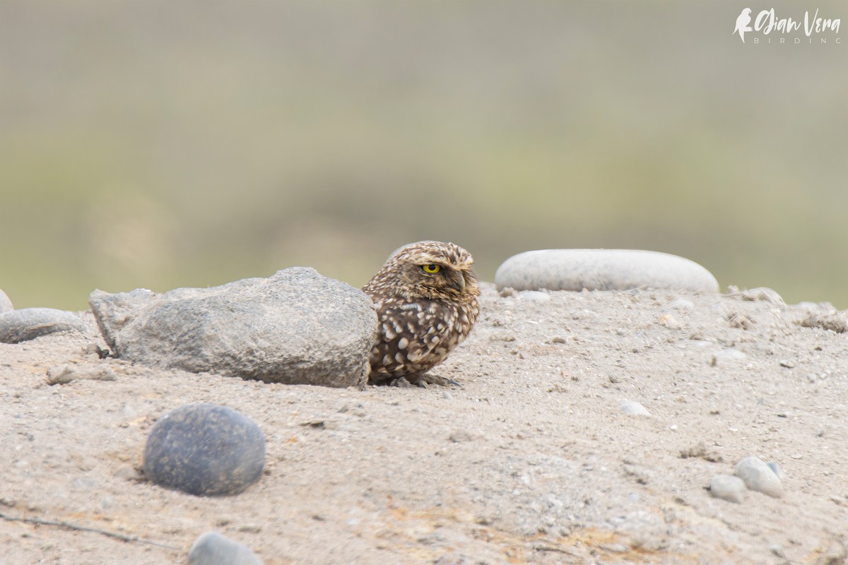 Burrowing Owl - Giancarlo Vera