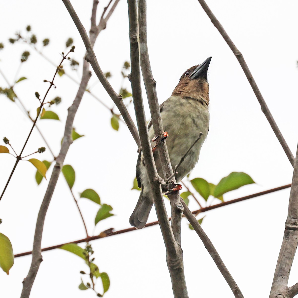 Sooty Barbet - ML421347651