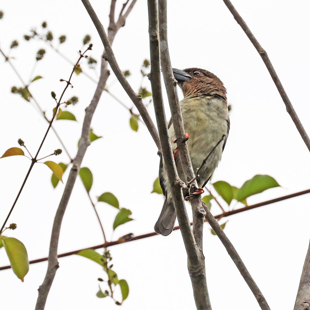 Barbudo Pardo de Malasia - ML421347661