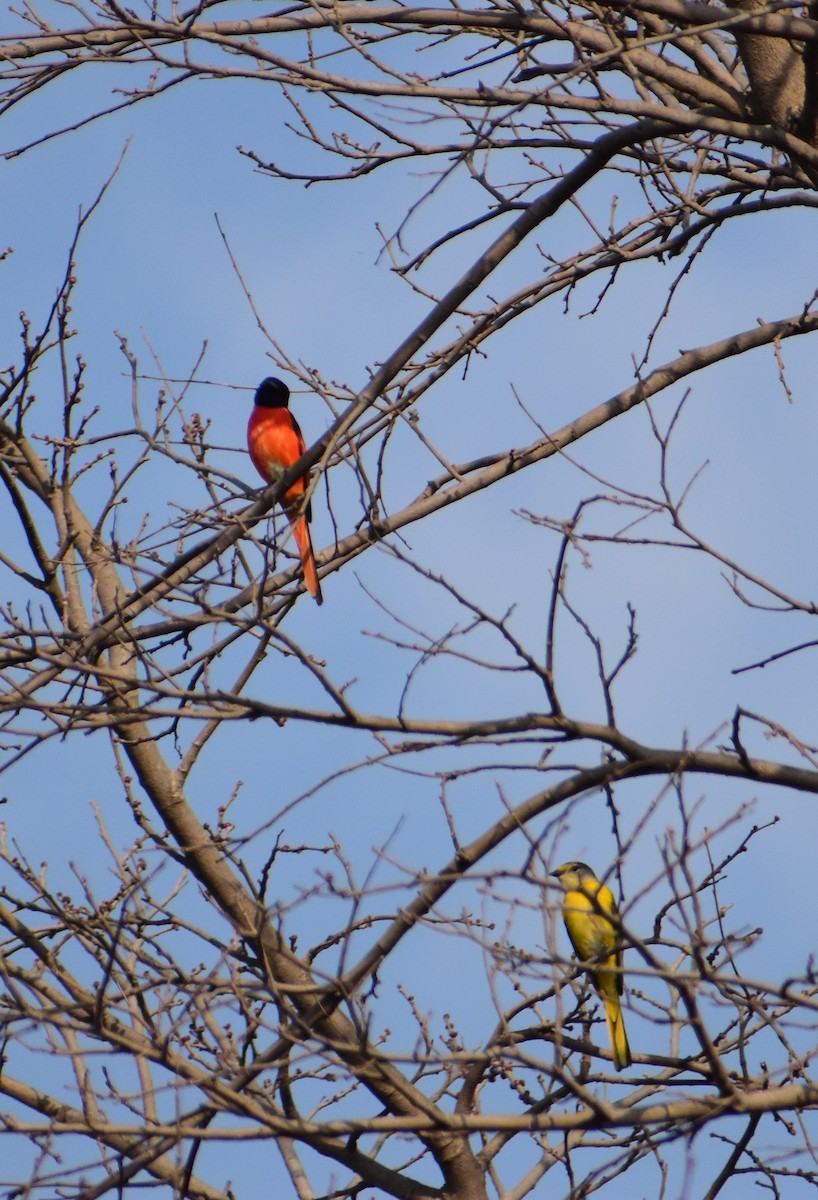 Minivet Colilargo - ML421347671