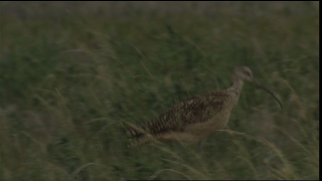 Long-billed Curlew - ML421350