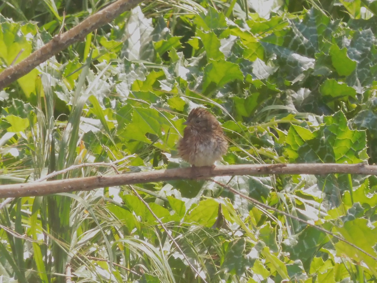 Lincoln's Sparrow - ML421350571