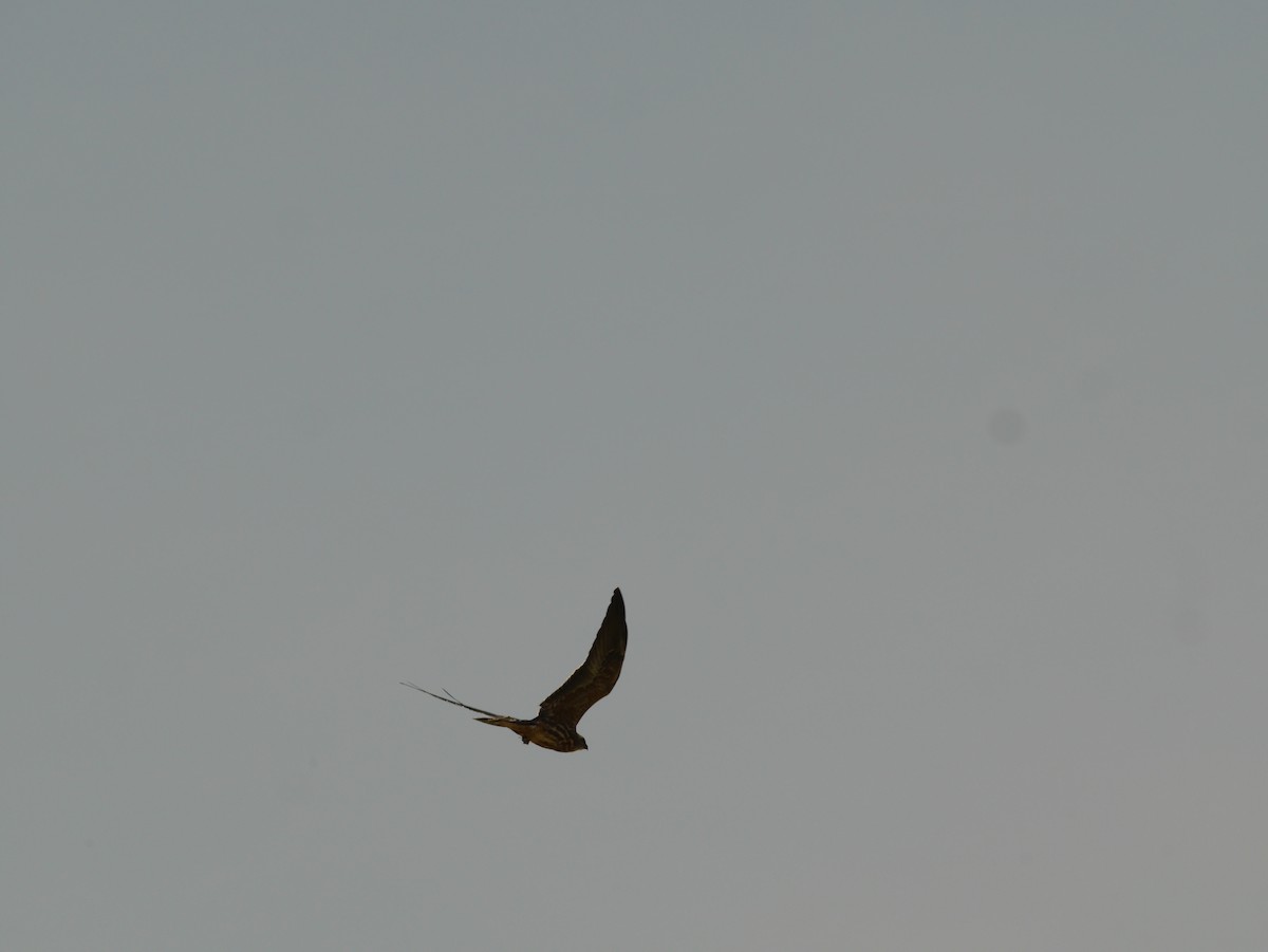 Mississippi Kite - ML421350681