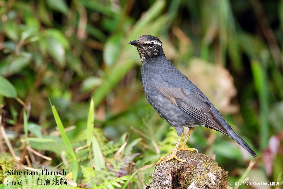 Siberian Thrush - ML421354361