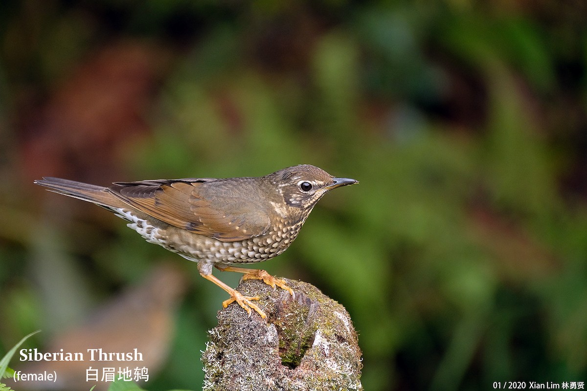 Siberian Thrush - ML421354371