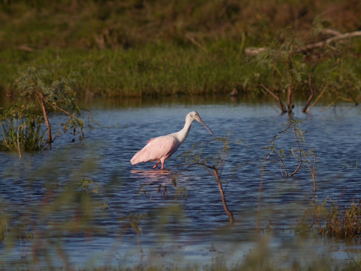 Roseate Spoonbill - ML421354531