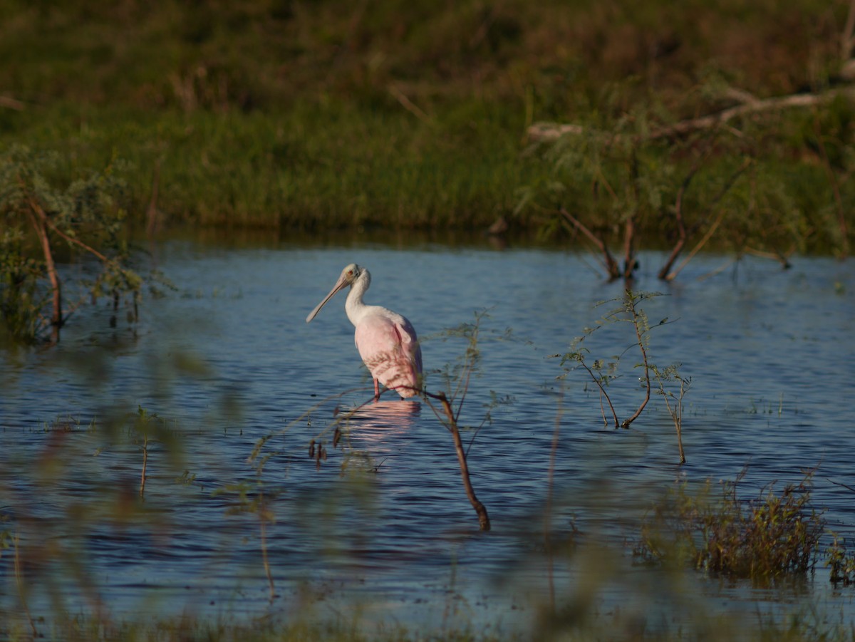 Roseate Spoonbill - ML421354611