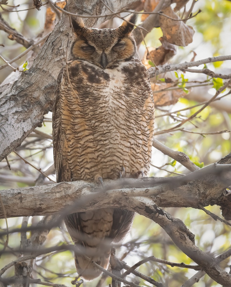 Great Horned Owl - ML421354911