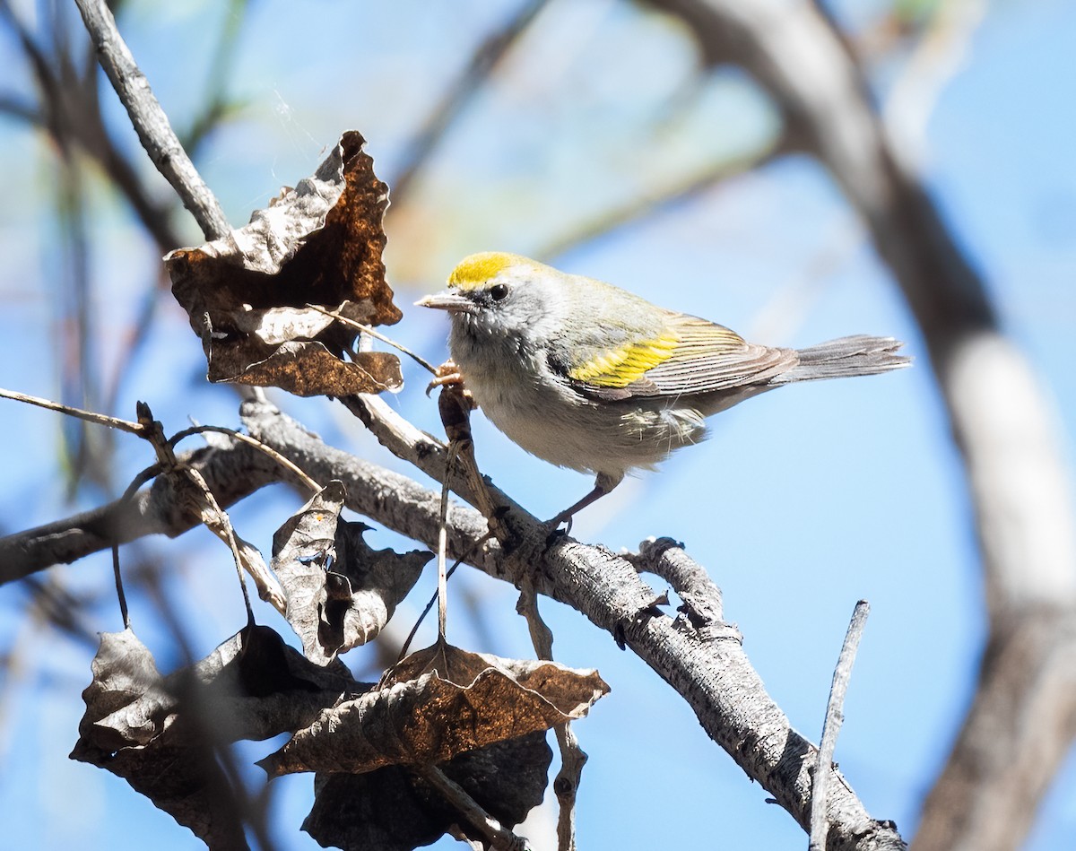 Golden-winged Warbler - ML421354971