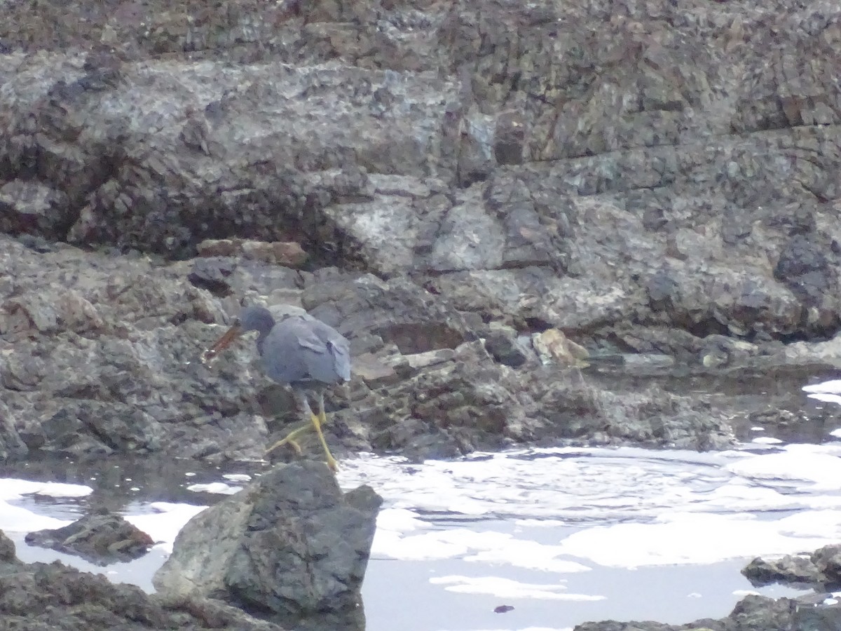 Pacific Reef-Heron - ML421355031