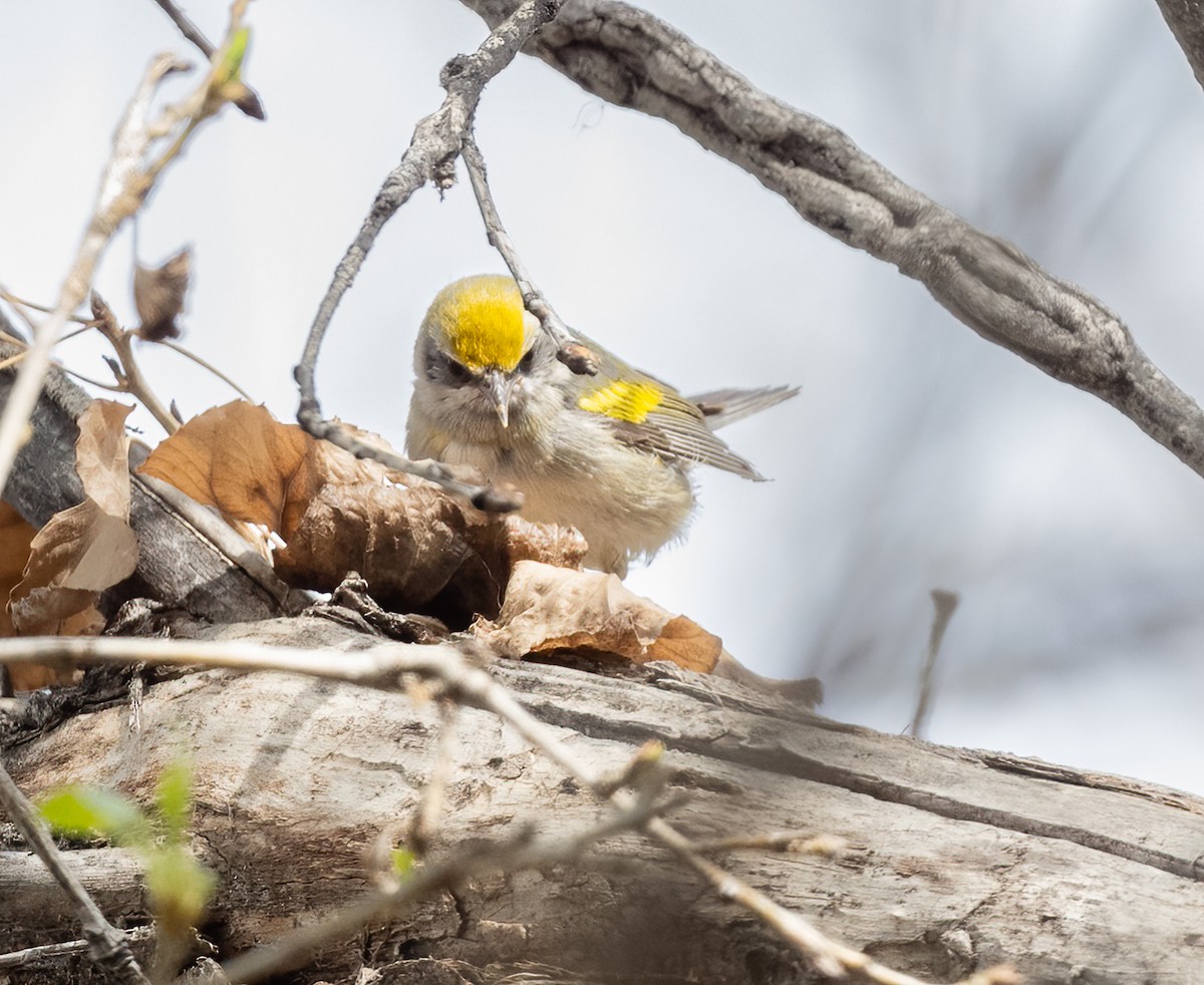 Golden-winged Warbler - ML421355181