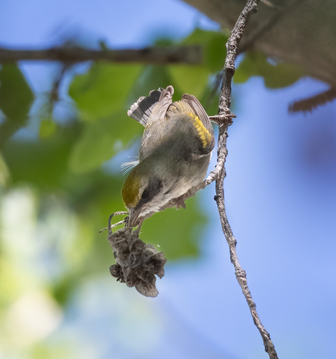 Golden-winged Warbler - ML421355201