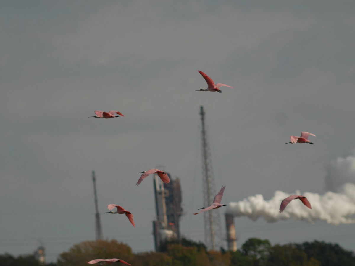 Roseate Spoonbill - ML421355261