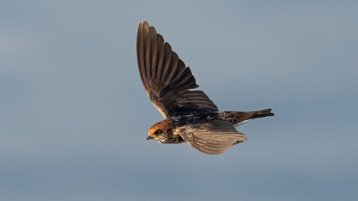 Streak-throated Swallow - ML421355931