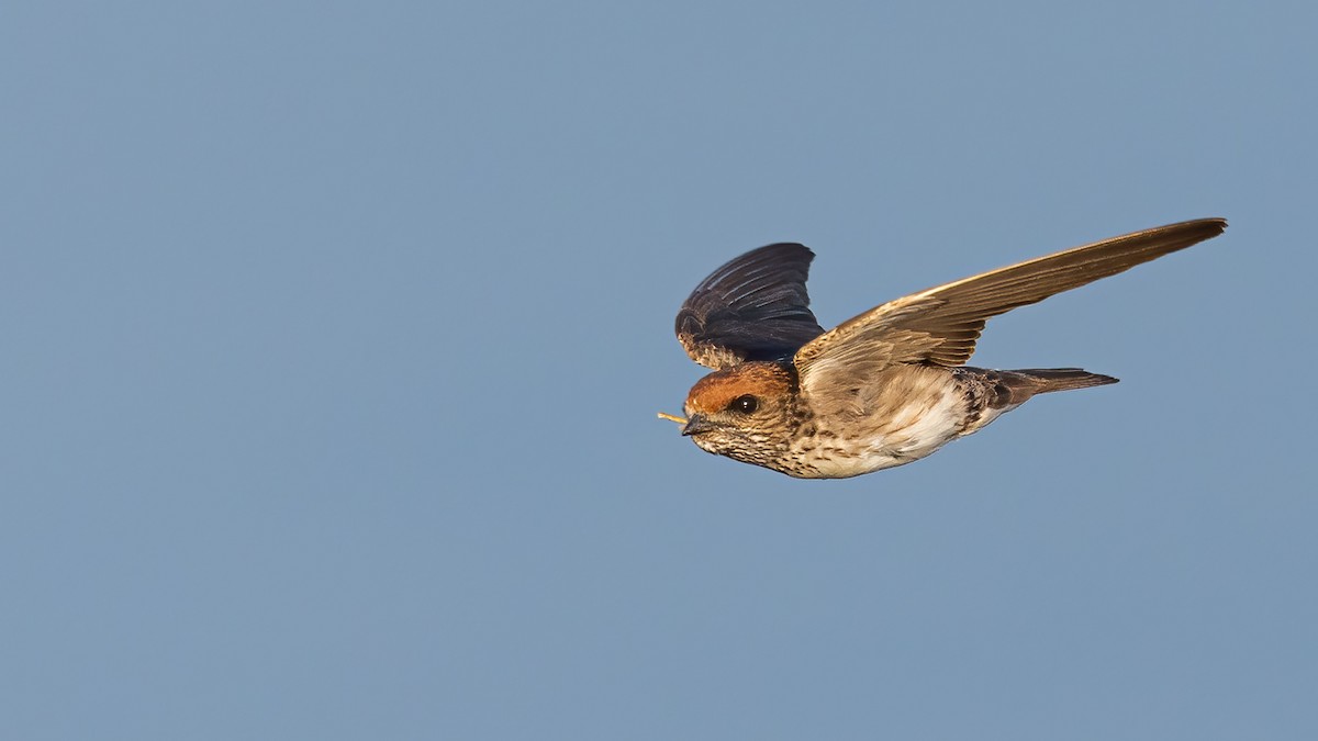 Streak-throated Swallow - ML421355941