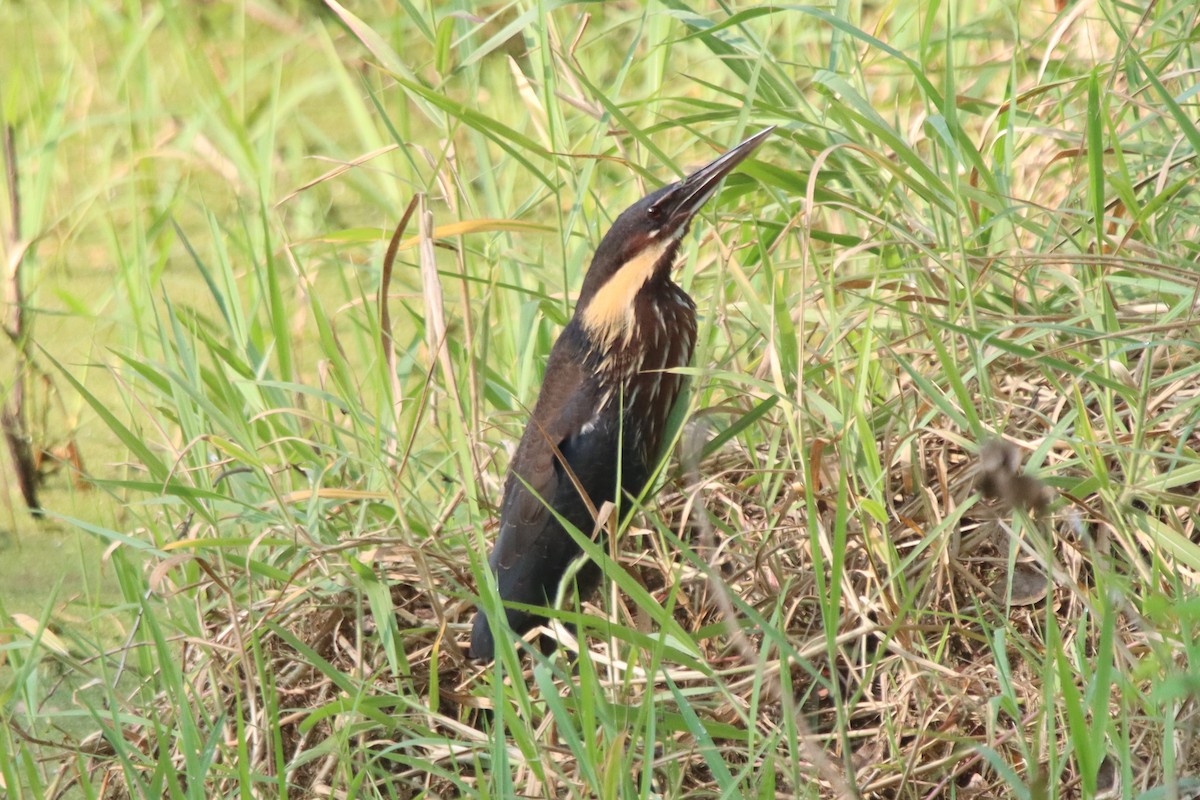 Black Bittern - Ajay Sarvagnam