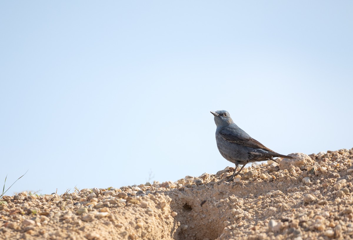 Blue Rock-Thrush - ML421357211