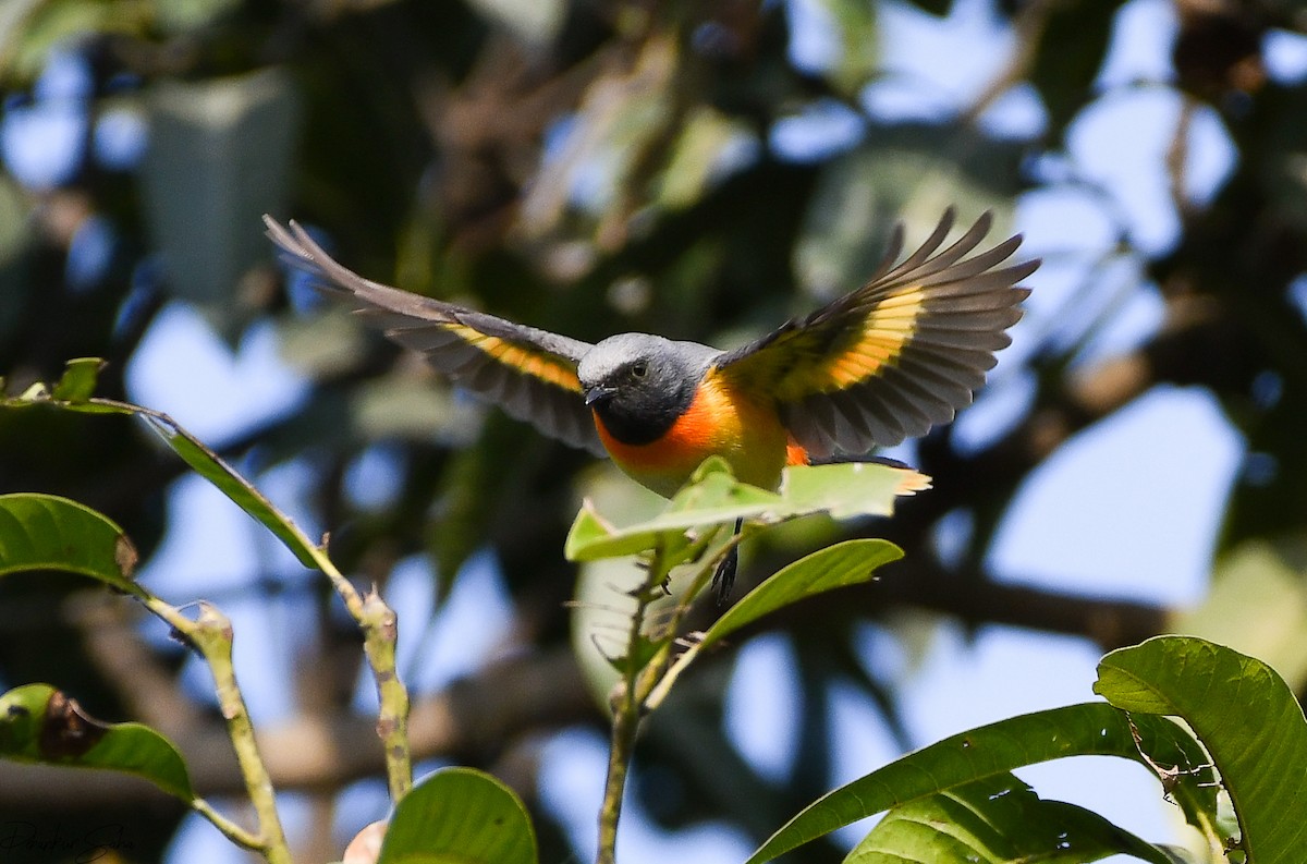 Small Minivet - Debankur Saha