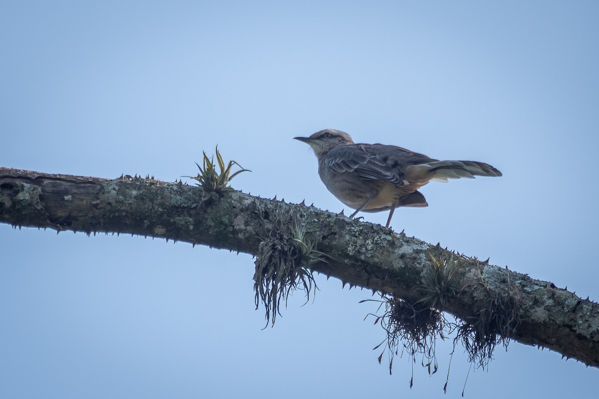 Chalk-browed Mockingbird - ML421358851