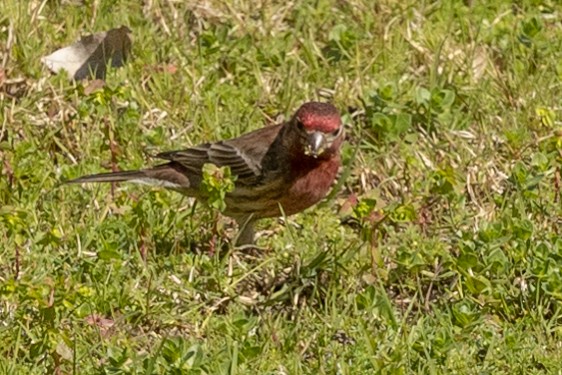 House Finch - Christie Sweeney