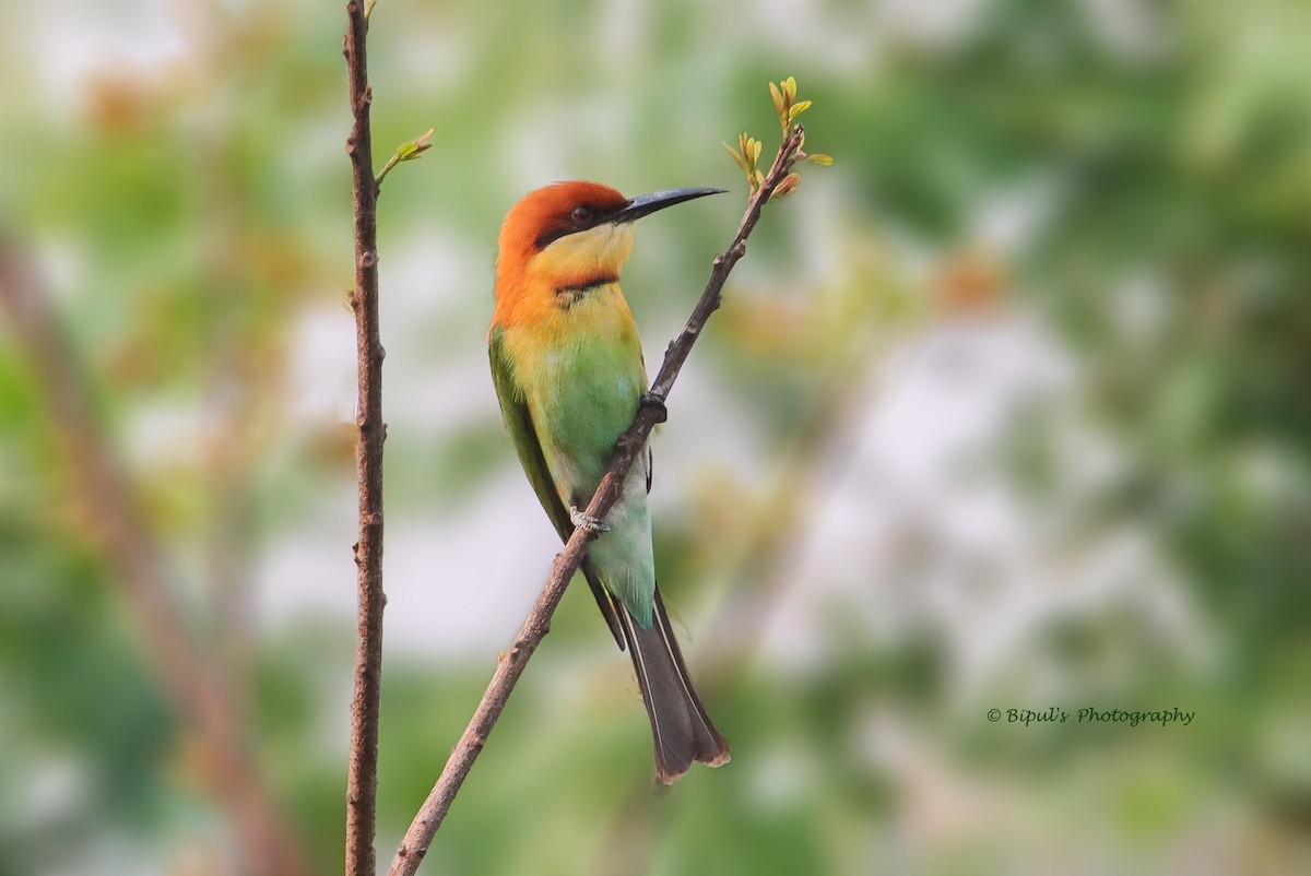 Chestnut-headed Bee-eater - ML421362031